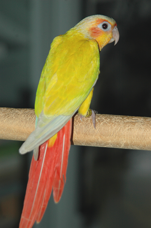 Sun on sale cheek conure